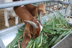 Pakan kambing yaitu rumput gajah