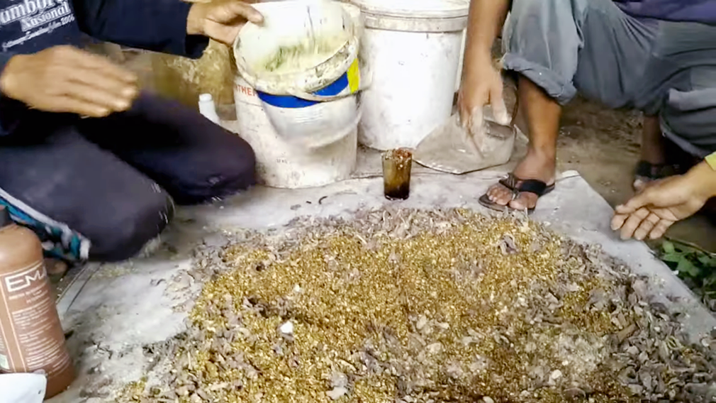 Molase. salah satu bahan yang dibutuhkan dalam Cara Membuat Pakan Sapi Dari Jerami