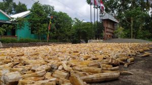 gaplek bahan baku konsentrat sapi potong