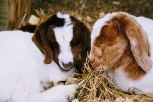 cara fermentasi makanan kambing
