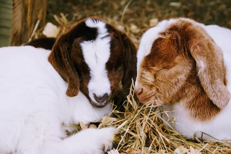 cara fermentasi makanan kambing