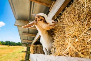 CARA MEMBUAT FERMENTASI PAKAN KAMBING