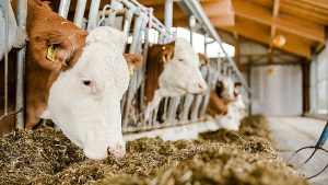 bahan baku pakan konsentrat sapi potong