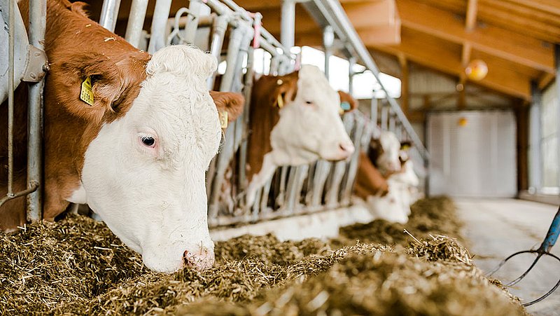 bahan baku pakan konsentrat sapi potong