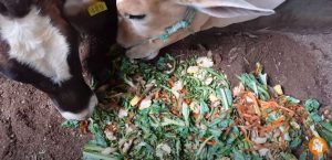 Pakan Kambing sayuran