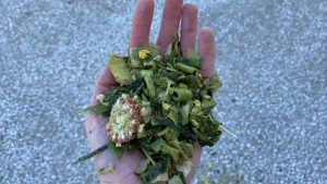 silase jagung