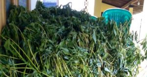 fermentasi daun singkong