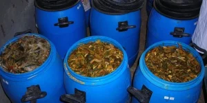 fermentasi bahan pakan kambing