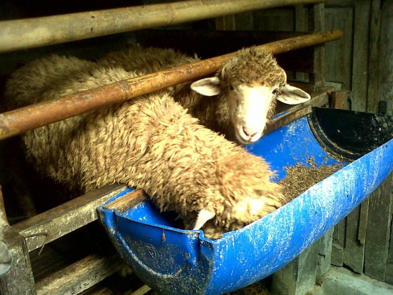 Campuran Pakan Kambing Fermentasi Yang Dijamin Lebih Baik