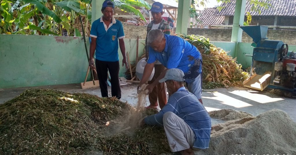 Cara Agar Sapi Doyan Jerami Kering  Dengan Metode Fermentasi Garam