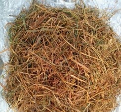 Cara Agar Sapi Doyan Jerami Kering dengan Amoniasi Jerami Padi