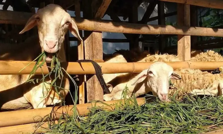 Cara Buat Pakan Kambing Fermentasi Kering Mudah dan Bergizi