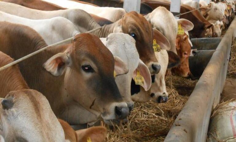 Campuran Pakan Sapi Agar Cepat Gemuk  Tips Peternak Sukses