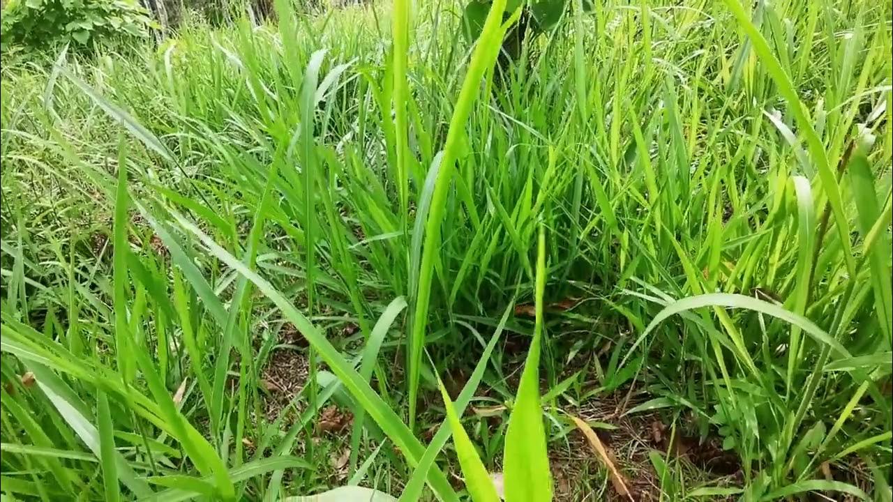 jenis jenis rumput pakan sapi rumput signal