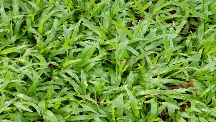 Rumput gajah sebagai salah satu jenis rumput pakan sapi