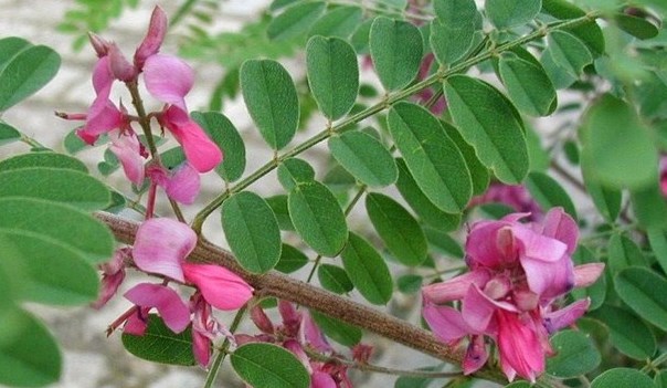 jenis jenis rumput pakan sapi rumput indigofera