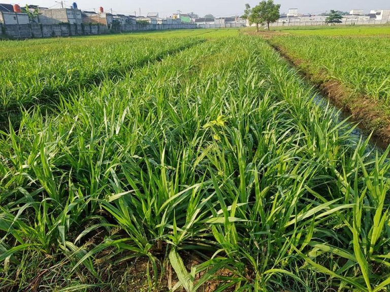 Rumput Paling Bagus untuk Kambing Cepat Gemuk Alami