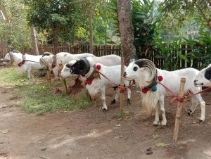 Domba Garut