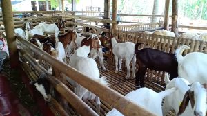 kambing pedaging
