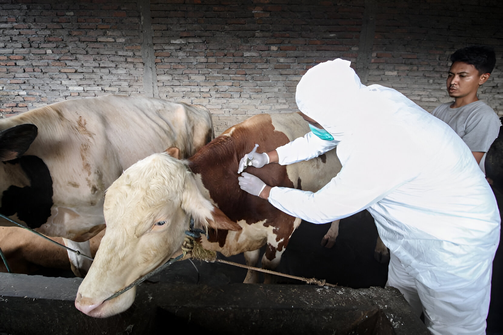 monitoring sapi, agar teknik menggemukan nya baik.