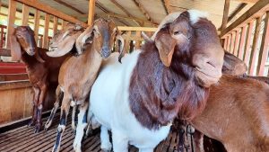 kambing jawa