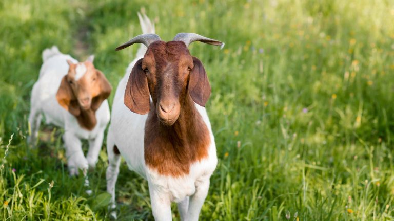 cara beternak kambing kacang