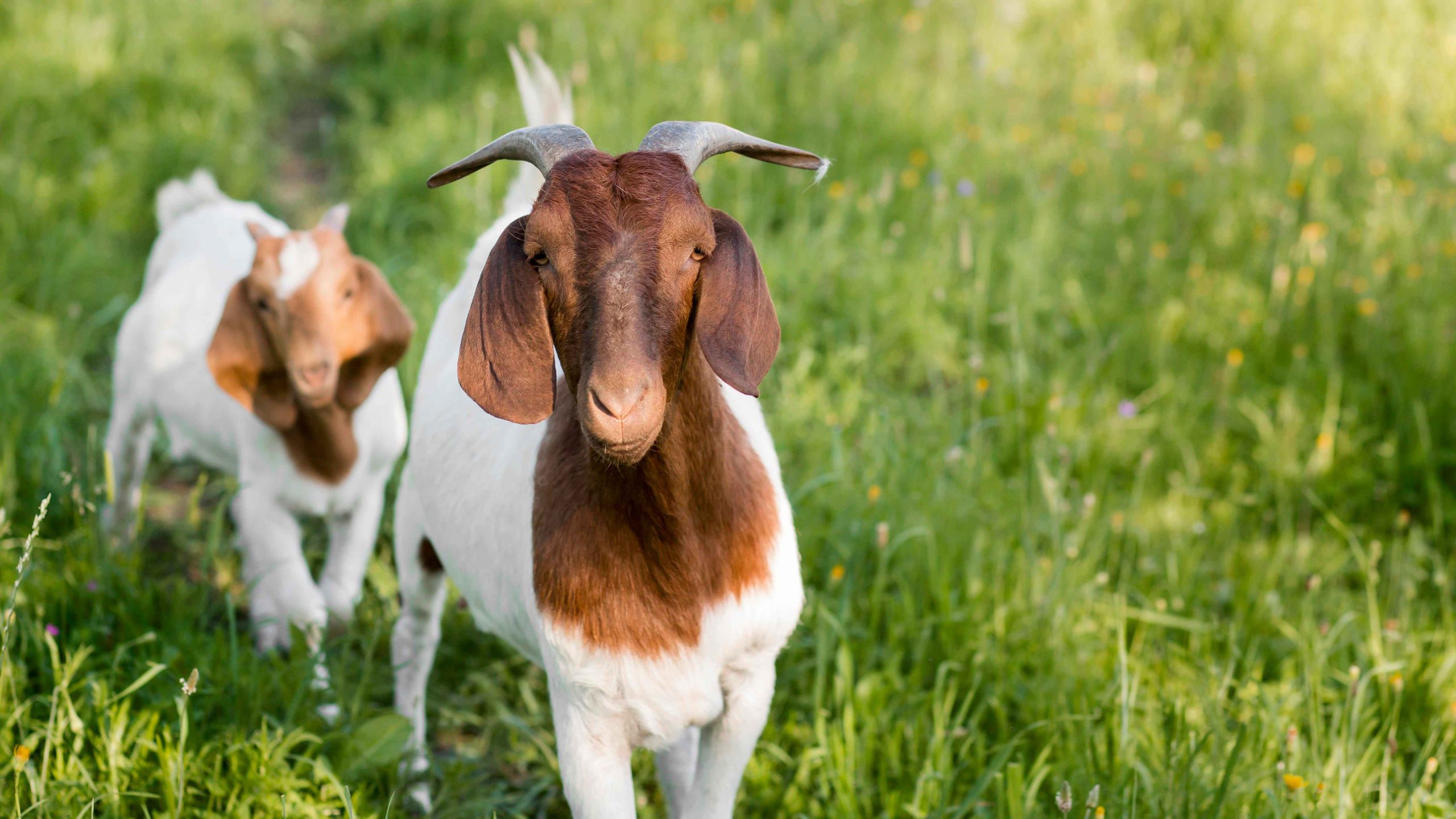 cara beternak kambing kacang