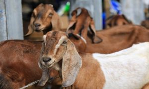 bisnis-kambing-qurban