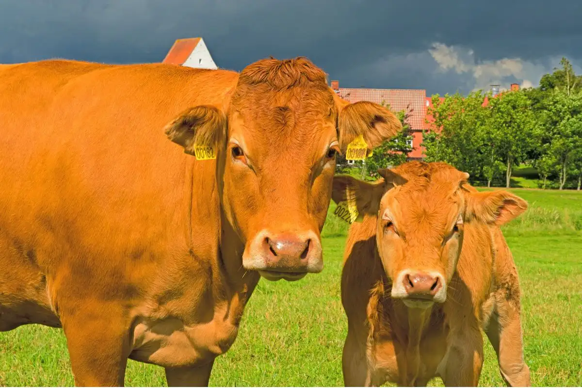 sapi sehat, dalam penggemukan nya 