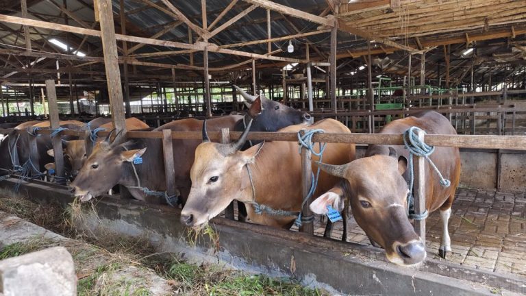Cara Beternak Sapi Pedaging Mulai Dari Nol Hingga Sukses Panen