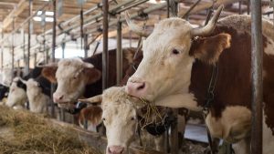 sapi pedaging
