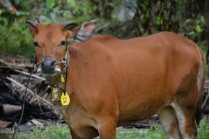 sapi unggul