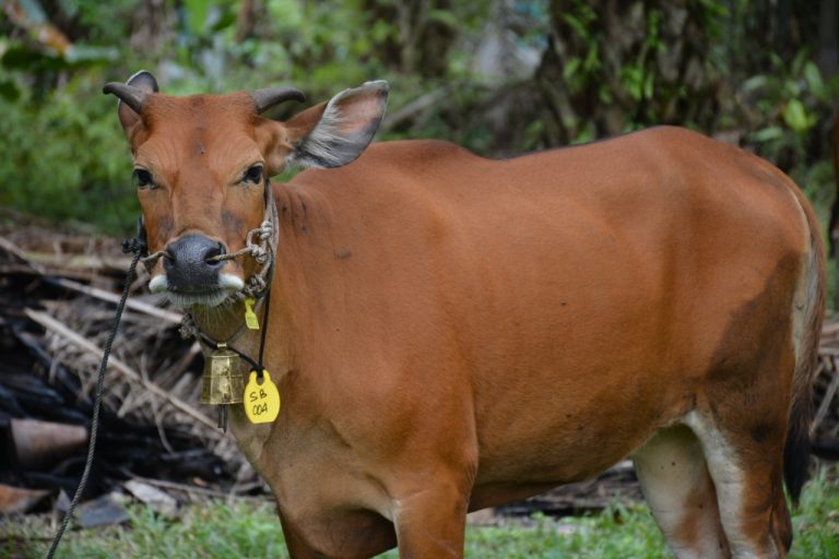 sapi unggul