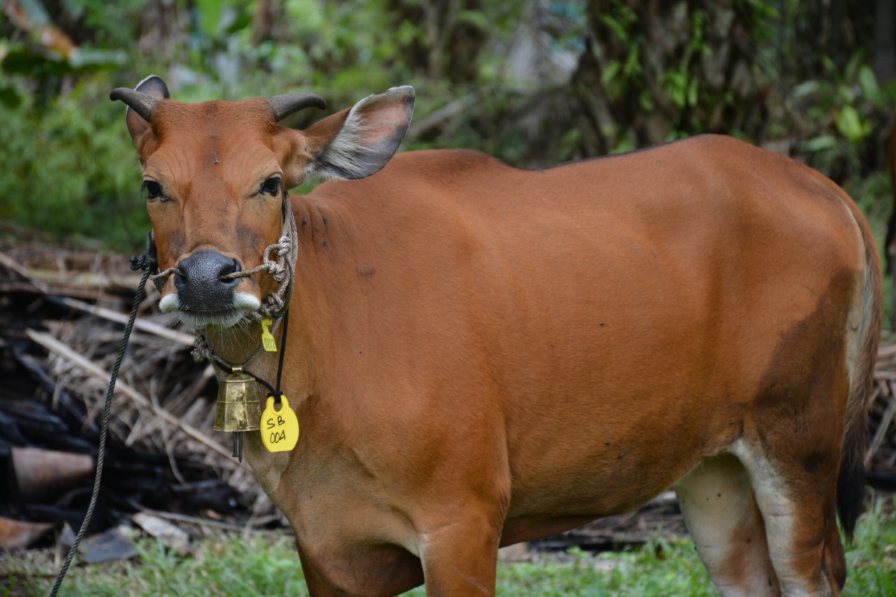sapi unggul