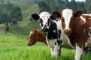 sapi gemuk. Bisnis Penggemukan Sapi