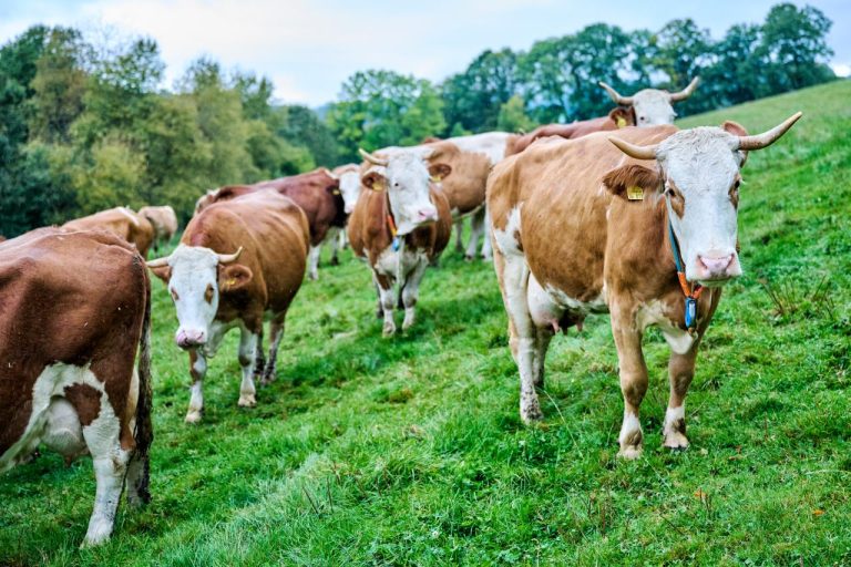 Jenis Sapi Potong Unggul untuk Budidaya
