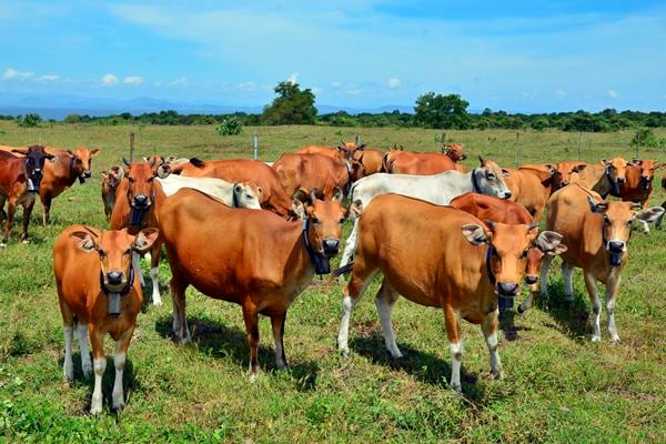 Analisis Usaha Sapi Potong dari Modal Hingga Untung