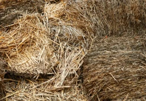 cara buat pakan kambing fermentasi kering