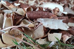 cara buat pakan kambing fermentasi kering