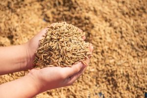 cara buat pakan kambing fermentasi kering