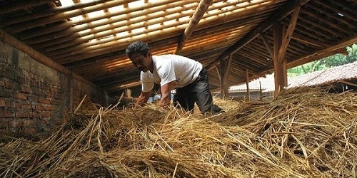 Cara Fermentasi Jerami Sistem Terbuka untuk Peternak