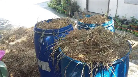 Cara Buat Fermentasi Jerami Sebagai Alternatif Pakan Ternak