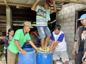 cara buat silase pakan domba 
