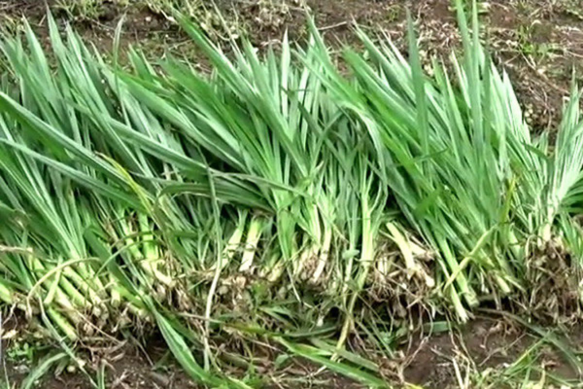 Jenis makanan kambing dan rumput yang baik untuk ternak berupa rumput hijauan segar.