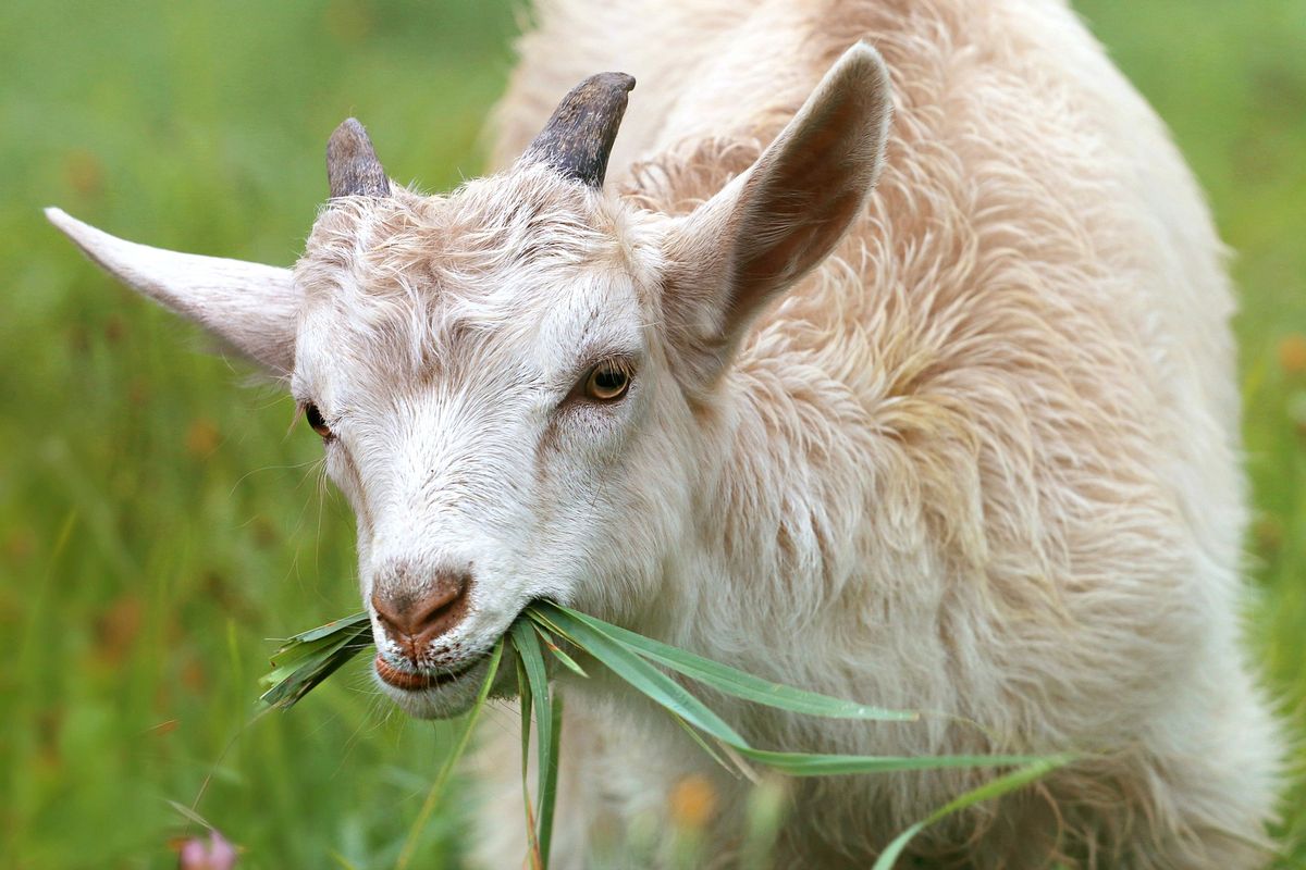 Peternak mencacah rumput untuk menyiapkan makanan kambing dan rumput yang baik untuk ternak.