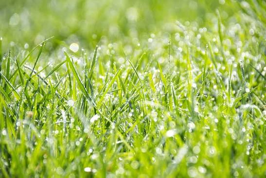 Jenis Makanan Kambing dan Rumput yang Baik untuk Ternak